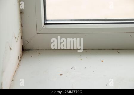 view of a window with a protruding fungus Stock Photo