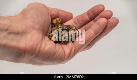 Magic truffles mushrooms full of psilocybin in red hand with light gray background Stock Photo