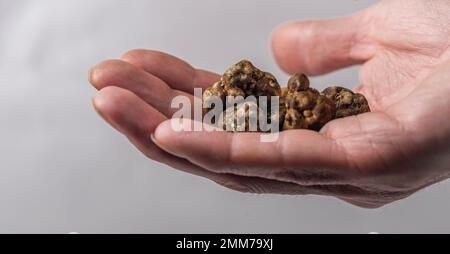 Magic truffles mushrooms full of psilocybin in red hand with light gray background Stock Photo