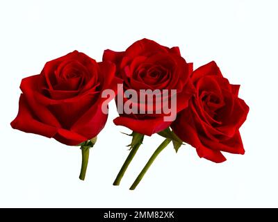 Three dark red roses with a shadow on a white background Stock Photo