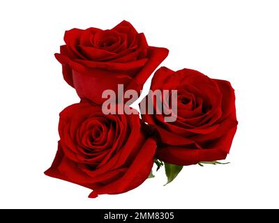 Three dark red roses on white background. Stock Photo