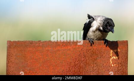 Hooded crows in the danube delta Stock Photo