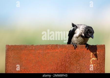 Hooded crows in the danube delta Stock Photo