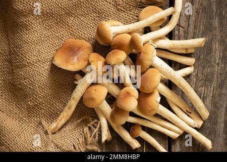 raw mushrooms honey mushrooms lie on a wooden table on a tablecloth close-up, food Stock Photo