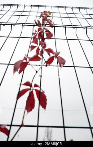 A stalk of grapes with red leaves creeping up the fence against a bright sky Stock Photo
