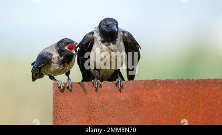 Hooded crows in the danube delta Stock Photo