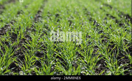 Agriculture, cereal farming, wheat and barley production: a field with young green winter wheat, barley shoots, sprouts early spring. Stock Photo
