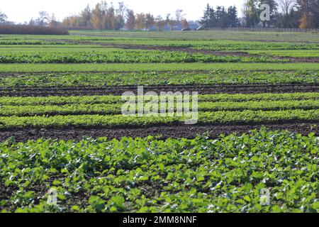 Emerging young plants of various agricultural crops: rapeseed, mustard, cereals growing in even rows in a crop field in autumn. Stock Photo