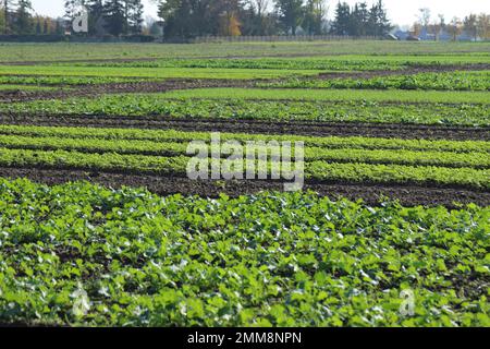 Emerging young plants of various agricultural crops: rapeseed, mustard, cereals growing in even rows in a crop field in autumn. Stock Photo