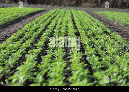 Emerging young mustard plants growing in even rows in a crop field in autumn. Stock Photo