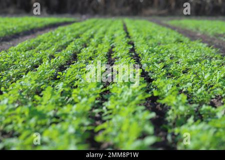 Emerging young mustard plants growing in even rows in a crop field in autumn. Stock Photo