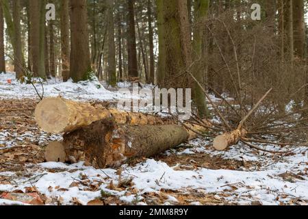 sawn off tree in the forest Stock Photo