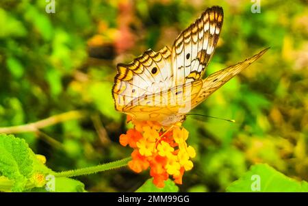 Tropical mexican butterfly is sitting on a yellow orange flower plant in the forest and nature in Tulum Quintana Roo Mexico. Stock Photo
