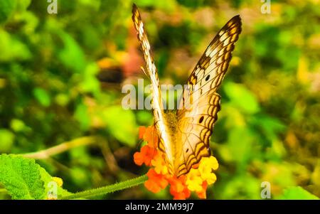 Tropical mexican butterfly is sitting on a yellow orange flower plant in the forest and nature in Tulum Quintana Roo Mexico. Stock Photo
