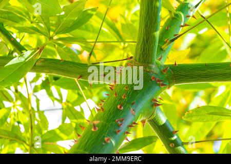 Young green beautiful Kapok tree Ceiba tree with spikes in tropical park jungle forest in Playa del Carmen Quintana Roo Mexico. Stock Photo