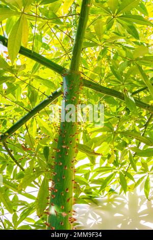 Young green beautiful Kapok tree Ceiba tree with spikes in tropical park jungle forest in Playa del Carmen Quintana Roo Mexico. Stock Photo