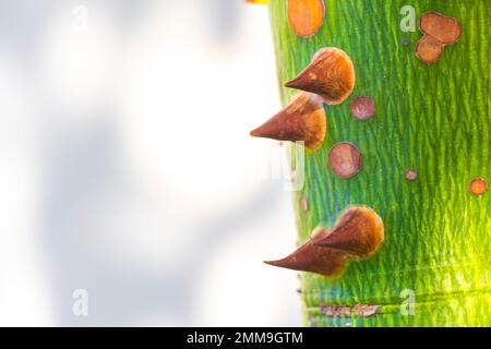 Young green beautiful Kapok tree Ceiba tree with spikes in tropical park jungle forest in Playa del Carmen Quintana Roo Mexico. Stock Photo