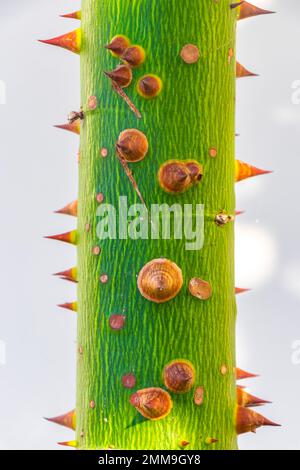 Young green beautiful Kapok tree Ceiba tree with spikes in tropical park jungle forest in Playa del Carmen Quintana Roo Mexico. Stock Photo