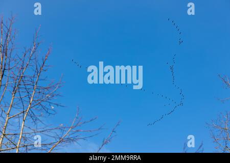 Migratory birds against blue skies Stock Photo