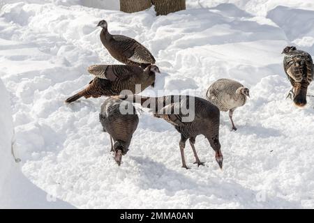 Flock of wild turkeys eating in the snow under bird feeders near the house. All brown but a white one. Stock Photo