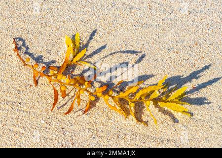 Fresh yellow red seaweed sargazo at tropical mexican caribbean beach in Playa del Carmen Quintana Roo Mexico. Stock Photo