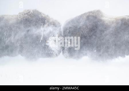 Musk oxes (Ovibos moschatus) in a snowstorm, Two bulls fighting, Dovrefjell-Sunndalsfjella National Park, Norway Stock Photo