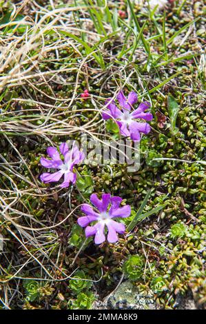 Purple flowers, least primrose (Primula minima), Prettau, Predoi, Ahrntal, Valle Aurina, Pustertal, Valle Pusteria, Central Alps, Main Alpine Ridge Stock Photo