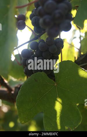 4M Vineyards & Farms is a Missouri source for wine grapes. St. James, Missouri, USA is the cultivator of hundres of acres of Missouri grapes canes. Stock Photo