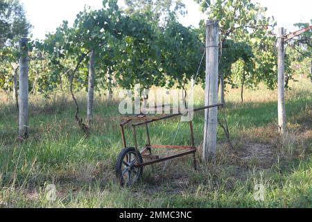 4M Vineyards & Farms is a Missouri source for wine grapes. St. James, Missouri, USA is the cultivator of hundres of acres of Missouri grapes canes. Stock Photo