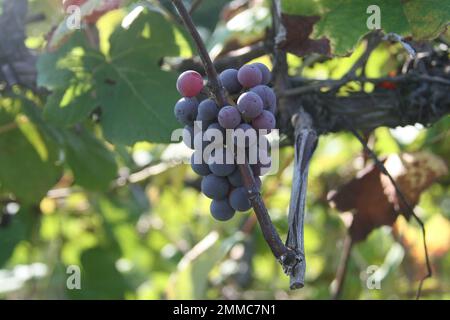 4M Vineyards & Farms is a Missouri source for wine grapes. St. James, Missouri, USA is the cultivator of hundres of acres of Missouri grapes canes. Stock Photo