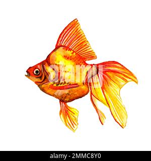 Watercolor hand drawn illustration of aquarium Goldfish veiltail on a white background, isolated Stock Photo