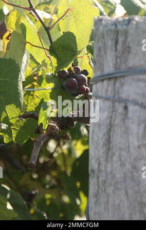 4M Vineyards & Farms is a Missouri source for wine grapes. St. James, Missouri, USA is the cultivator of hundres of acres of Missouri grapes canes. Stock Photo