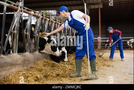 Focused European male farmerarranging hay and feeding cows on livestock farm Stock Photo