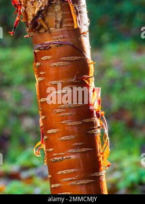 Coppery young bark of the ornamental, hardy small tree, Prunus serrula, Tibetan cherry Stock Photo
