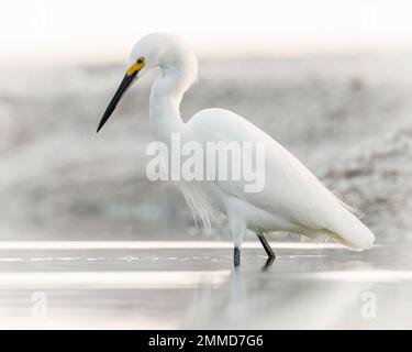 Adult Snowy egret (egretta thula) feeding on small crustaceans on beach in Naples Florida, USA Stock Photo