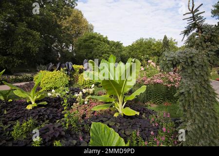 Mixed border with Musa - Dwarf Banana plants, Ipomoea purpurea - Common Morning Glory, Picea glauca 'Pendula' - White Spruce, Phlox paniculata. Stock Photo