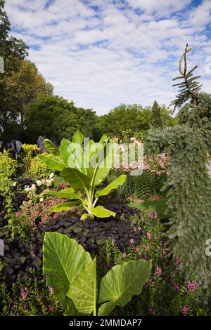 Mixed border with Alocasia - Elephant's Ear, Ipomoea purpurea - Common Morning Glory, Musa - Dwarf Banana plant, Picea glauca 'Pendula' - White Spruce. Stock Photo
