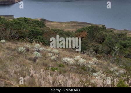 A group of espeletia plants or frailejones growing up at colombian paramo ecosystem hillside with andean lake at background Stock Photo