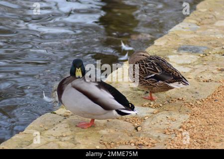 A male and a female mallard duck (Anas platyrhynchos) Stock Photo