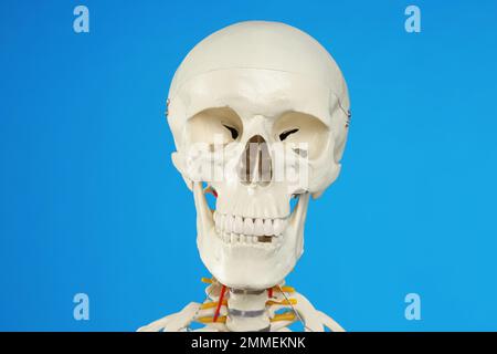 Artificial human skeleton model on blue background, closeup Stock Photo