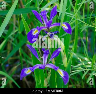 Wild Blue Flag Iris, Iris versicolor, in wetland area of Point Beach State Forest, Wisconsin. Stock Photo