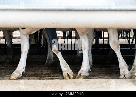 Detail of the legs of a line of cows going to graze in a field in Uruguay Stock Photo