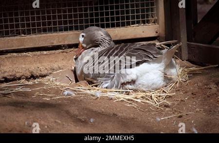 Greylag Goose (Anser anser) at a Wildlife Park in Sydney, NSW, Australia. (Photo by Tara Chand Malhotra) Stock Photo