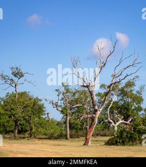 dead dry tree among the alive trees in the forest. hambantota, sri lanka. Stock Photo