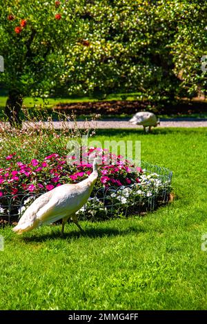 Italian style baroque Garden on Isola Bella, in isole borromee islands in lake Maggiore, Italy Stock Photo