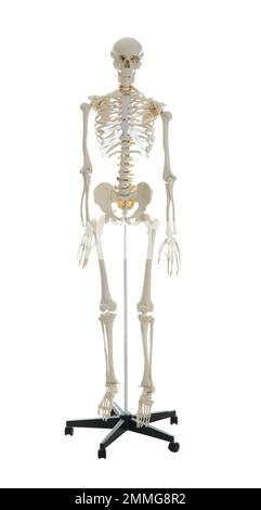 Artificial human skeleton model isolated on white Stock Photo - Alamy