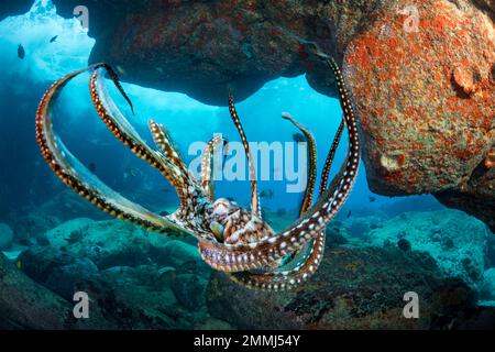 The day octopus, Octopus cyanea, is also known as the big blue octopus. It occurs in both the Pacific and Indian Oceans, from Hawaii to the eastern co Stock Photo
