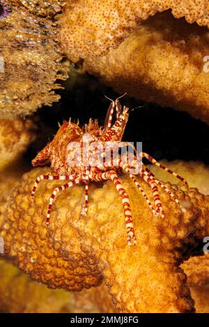 This male marbled shrimp, Saron marmoratus, shows it's elongated claws and tufts of bristles. Hawaii. Stock Photo
