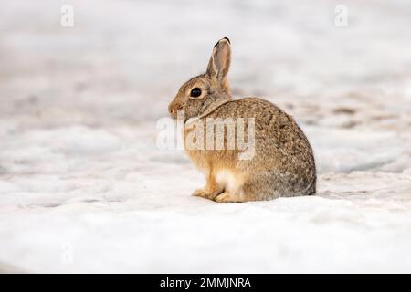 Cottontail Rabbit in the snow - Golden, Colorado, USA Stock Photo