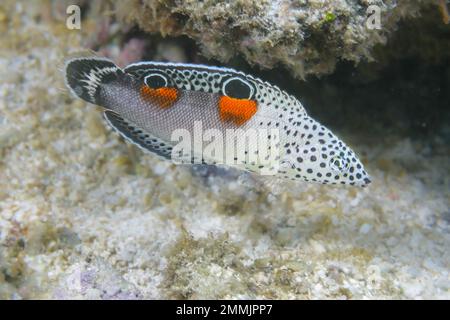 The coloration of the juvenile clown coris, Coris aygula, with its false eyes has it sometimes referred to as the twinspot wrasse,  Rarotonga, The Coo Stock Photo